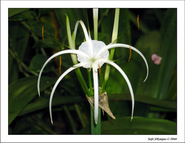 2005 - 08 - KUL - parc animalier  - 06.JPG